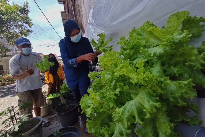 Tambah Kampung Urban Farming selama Pandemi Covid-19 di Surabaya