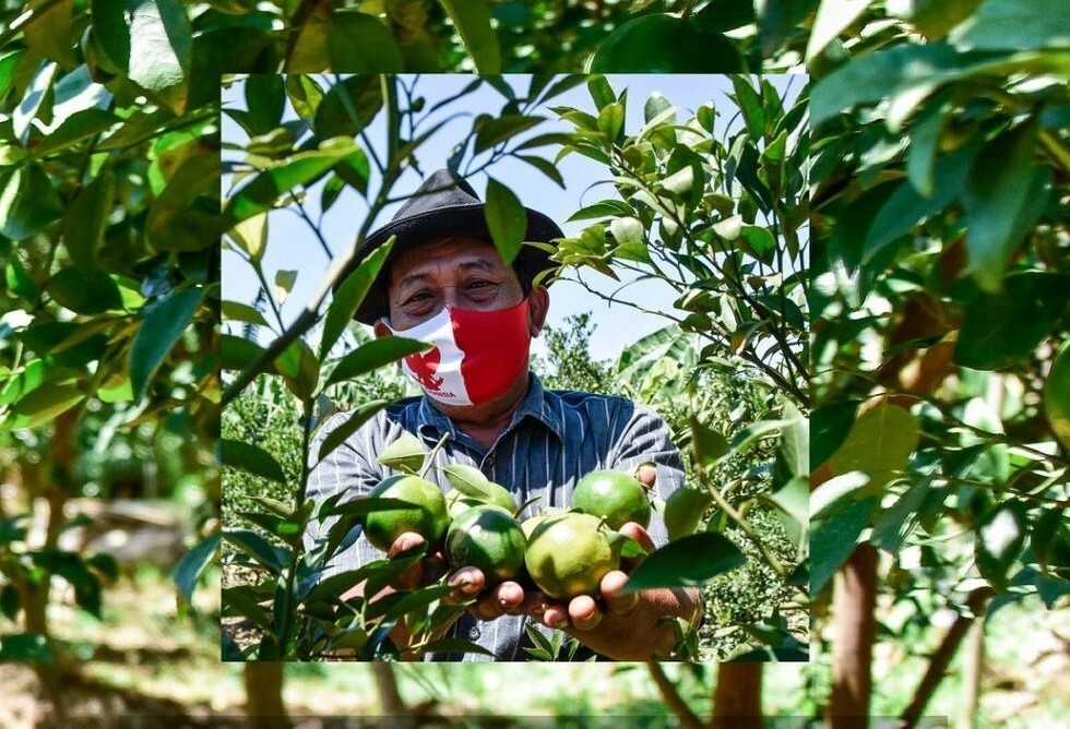 Potensi Daerah Hasil Produksi Sektor Pertanian di Kota Surabaya